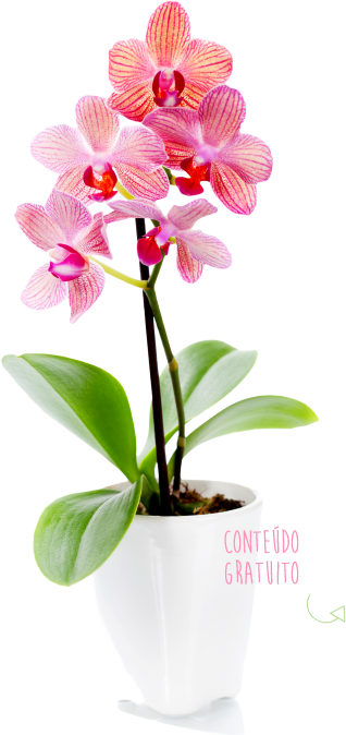 Orquídea Abc das Orquídeas