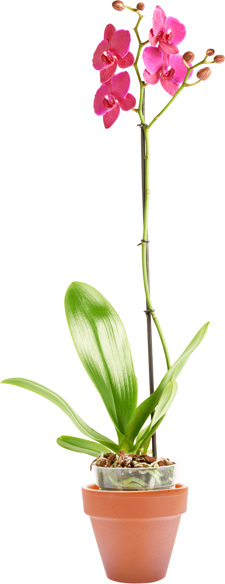 Orquídea Forth Jardim