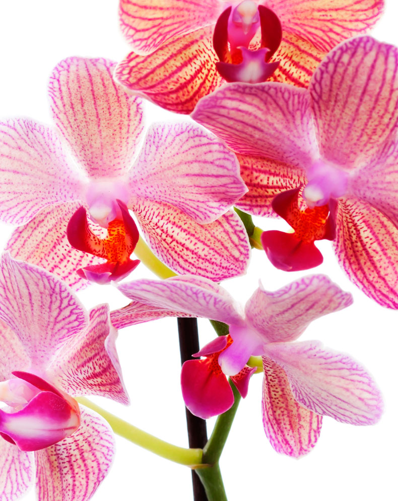 Floração de uma Orquídea - Forth Jardim