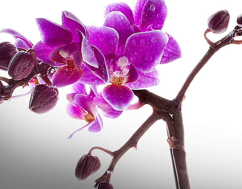Floração de uma Orquídea - Forth Jardim