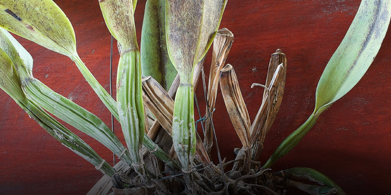 Folhas manchadas e pseudobulbos enrugados e secas