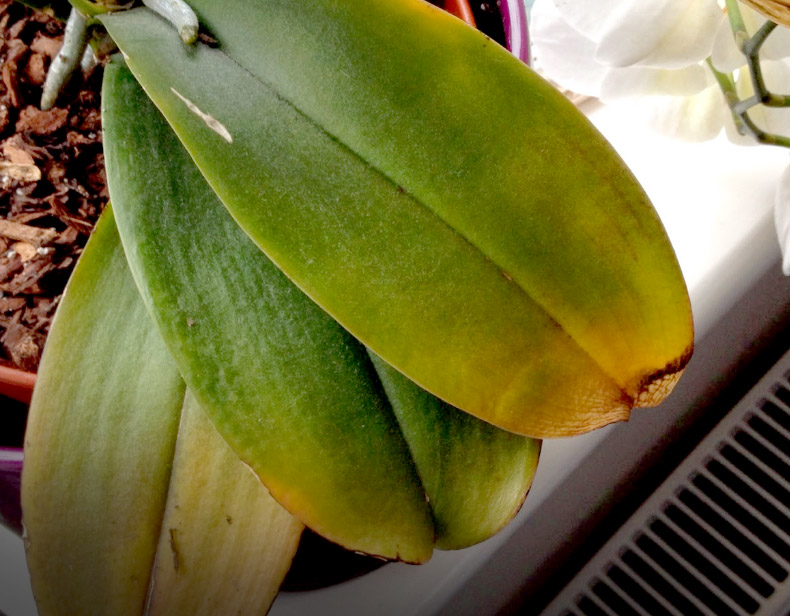 Planta está recebendo muito sol