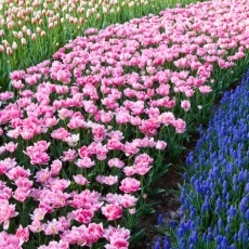 Jardineiras, Vasos e Canteiros de Flores