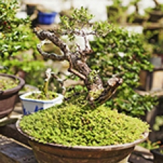 Bonsai