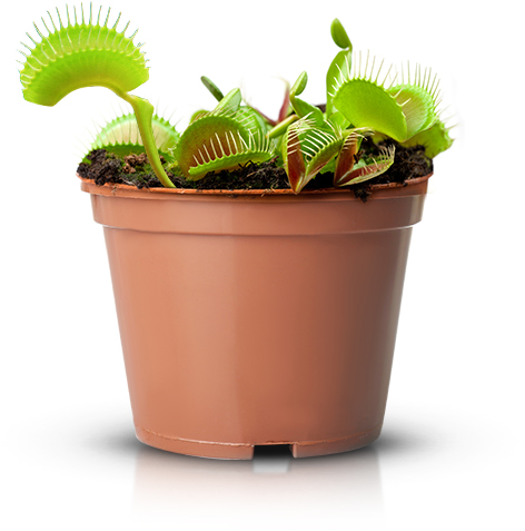 Foto de uma Planta Carnívora em uma Vaso